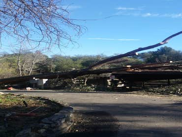 Photo(s) from California Tree Experts