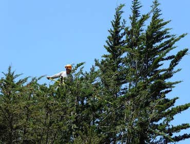 Photos by Rodriguez Tree Service #1