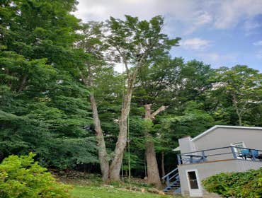 Photos by Fabian Tree Service LLC #1 Trees make the land livable. And yet, sometimes, they need removal, pruning, and stump grinding to clear the area 