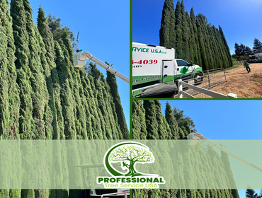 Photos by Professional Tree Service Usa #3