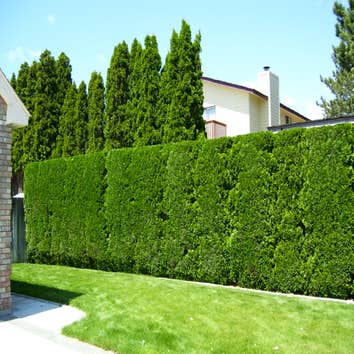Artistic Treeworks