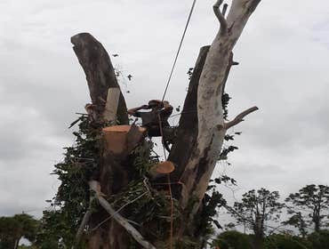 Photos by Arbobella Tree Service #1