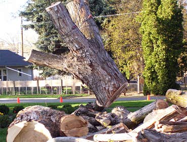 Photos by Artistic Treeworks #1