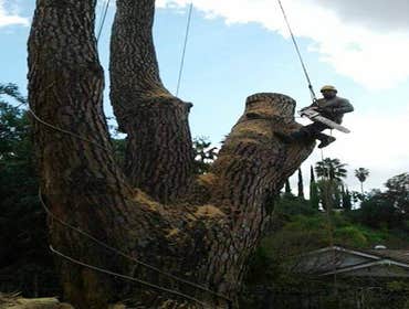 Photos by Villeda Tree Services #1