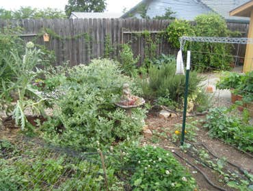 Backyard Food Production