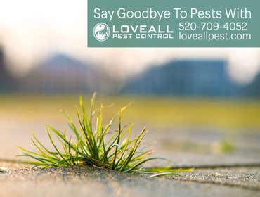Termite-Pest Control Termite-Pest Control Service