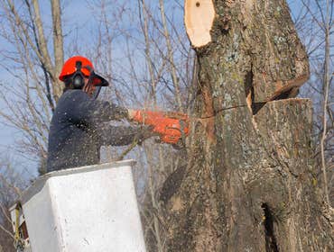 Photos by Lumberjack Jake’s South Florida Tree Service #1