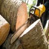 Richard Forrest Tree Service logo