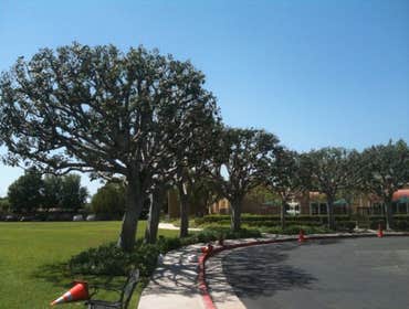 Inexpensve Tree Services Inc Project 1 These are images of work we done these are the type of services we offer:
tree trimming
tree removal
stump rem