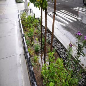 Photos by Landscape & Tree Company Inc #1