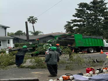 Photos by California Green Tree Care #1