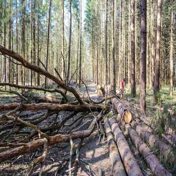 Placerville Tree Service