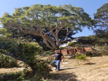 Photos by Moreno Tree Service #1