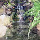 Photos by Aqualife Ponds #1