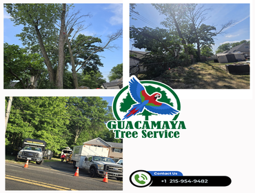 Photos by Guacamaya Tree Service & Lawncare Inc #12