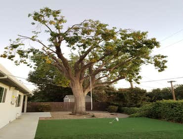 Photos by Moreno Tree Service #1