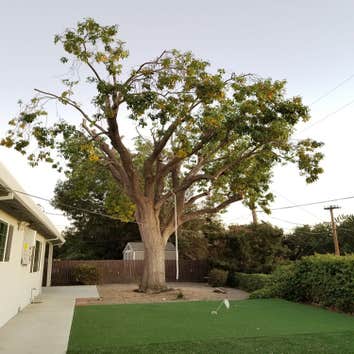 Photos by Moreno Tree Service #1