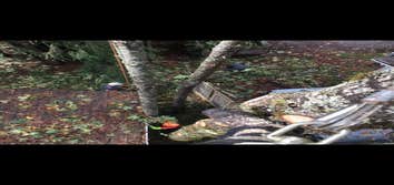 Photos from Hoyts Tree Service