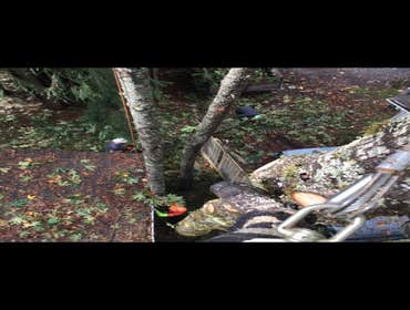 Photos from Hoyts Tree Service