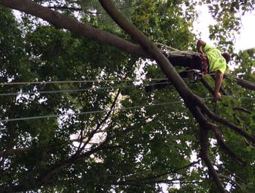 Tree Service South Jersey