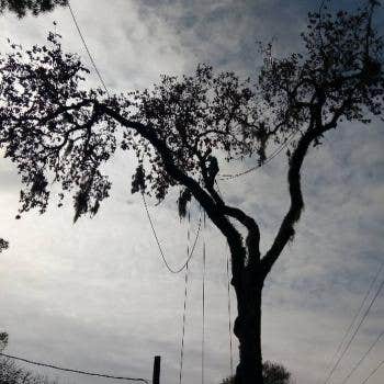 Highpoint Tree Care | Tree Service & Tree Removal Cypress