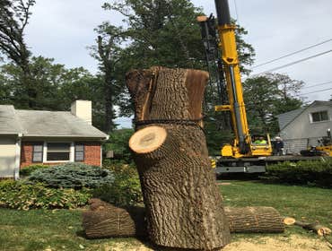 Photo(s) from Bonilla Tree Service Inc