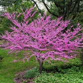 Tree Releaf