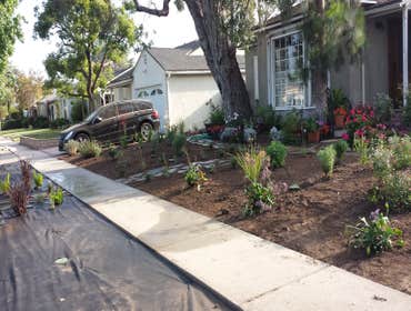 Low water plants