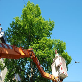 Ava Tree Services