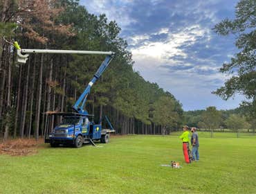 tree trimming and pruning