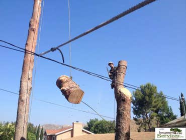 OCHOA TREE SERVICE Project 1