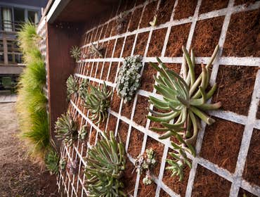 California native succulents
