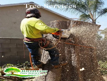 Photos by Hallelujah Tree Service #1