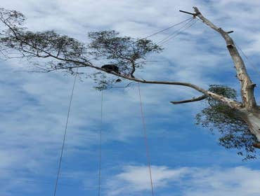 Photos by Rodriguez Tree Service #1