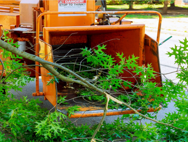 Photos by Bay Area Tree Co #1