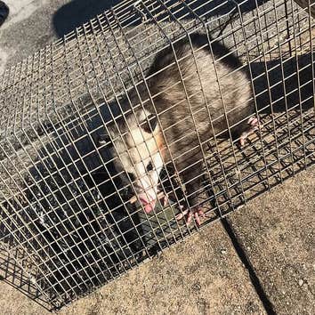 Photos by Ginx Rodent and Wildlife Removal LLC #1
