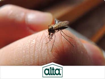 Photos by Alta Pest Control #1