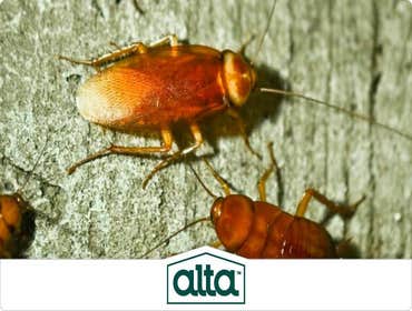 Photos by Alta Pest Control #1