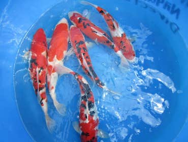 Photos by Santa Barbara Koi #1