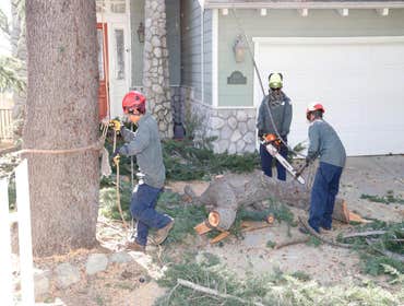 Photos by California Green Tree Care #1