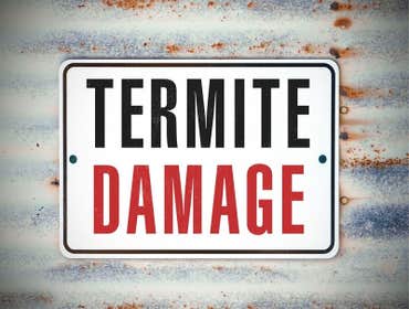 Photos by Evergreen City Termite Removal Experts #2