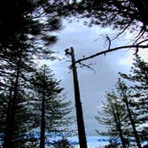 Tree Removals Technical tree removals over houses.