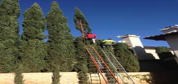 Lorenzo Tree Service