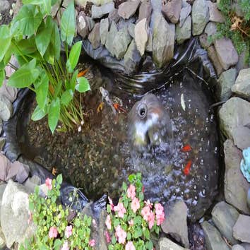 Small Koi Pond Installation