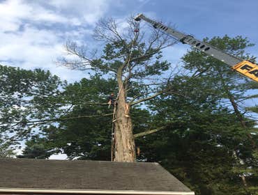 Photo(s) from Bonilla Tree Service Inc