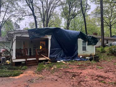 After Fallen Tree 1a
