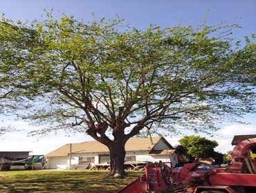Photos by Discovery Tree Care, Inc #8