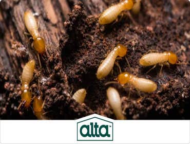 Photos by Alta Pest Control #1