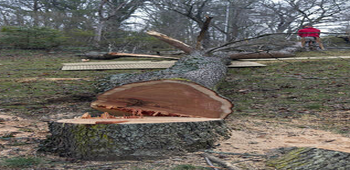 Blue Summit Tree Removal