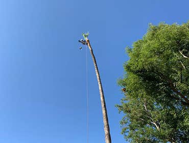 Photos by Villeda Tree Services #1